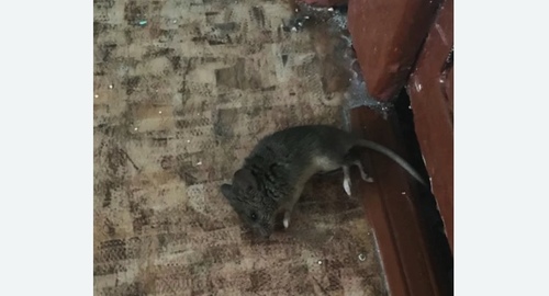 Дезинфекция от мышей в Донецке