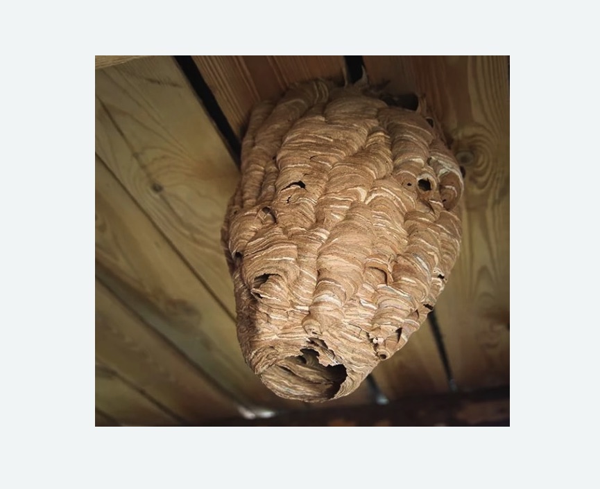 обработка от шершней в Донецке