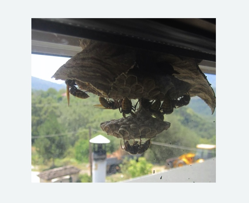 Уничтожение гнёзд шершней в Донецке