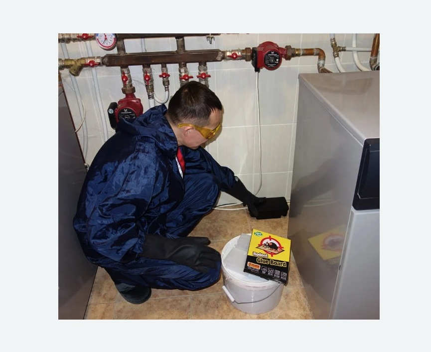 Уничтожение крыс в Донецке