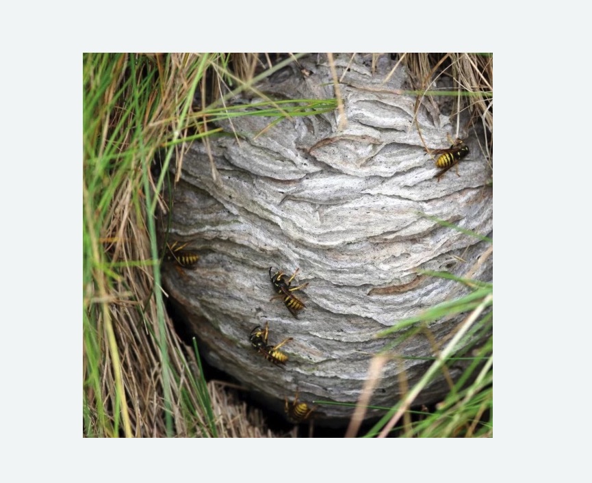 Уничтожение ос и ульев в Донецке